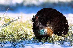 Tiertheater mit Fräulein Brehm – Das Waldhaus im Dezember